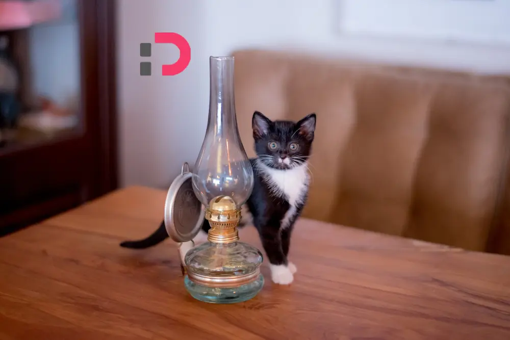 آموزش کوتاه کردن ناخن گربه | پت‌شاپ آنلاین پتدونی 1404